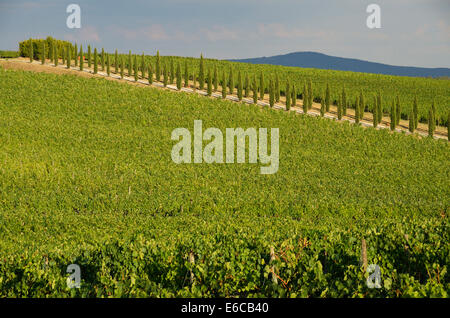 Weinbergen und Zypressen Baum Gasse in Chianti, San Gusme, Toskana, Italien, Europa Stockfoto