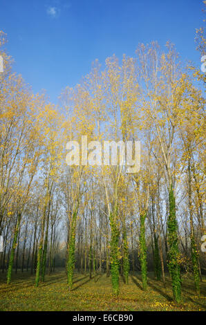 Baumreihen mit gelben Blättern im Herbst an einem sonnigen Tag Stockfoto