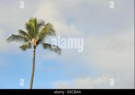 Palm Tree Baumkrone Stockfoto