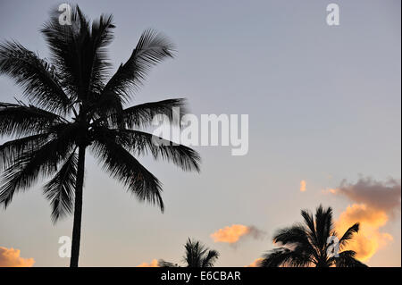 Palm Tree bei Sonnenaufgang, Big Island, Hawaii Inseln, USA Stockfoto