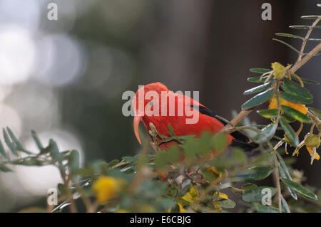 Ein "IWI Vogel extrahieren von Nektar aus gelben Blüten in Insel Maui, Hawaii Inseln, USA. Stockfoto