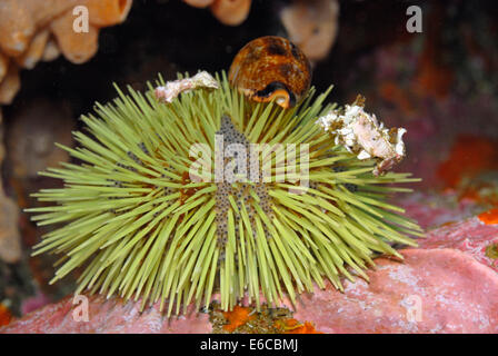 Kleine Hirsch Kauri (Cypraea Cervinetta) auf Green Sea Urchin (Lytechinus Semituberculatus) close-up, Galapagos-Inseln, Ecuador Stockfoto