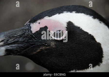 Black Footed Jackass Penguin Kopf (Speniscus Demersus), Bettys Bay, South Western Cape, Südafrika Stockfoto