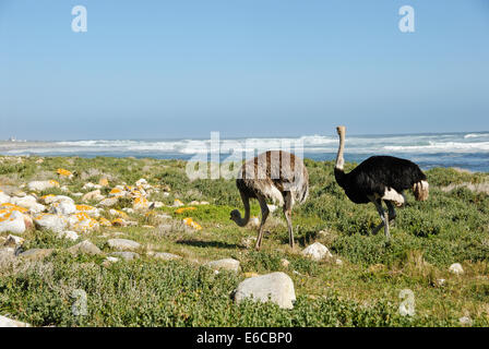 Afrikanische Strauße (Struthio Camelus) auf Nahrungssuche am Strand in der Nähe von Kap der guten Hoffnung, Provinz Westkap, Südafrika Stockfoto