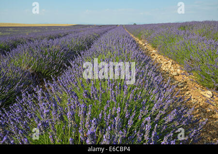 Schöne blühende lila Blüten im Sommer in einem Lavendelfeld auf das Plateau de Valensole, Provence, Frankreich, Europa Stockfoto