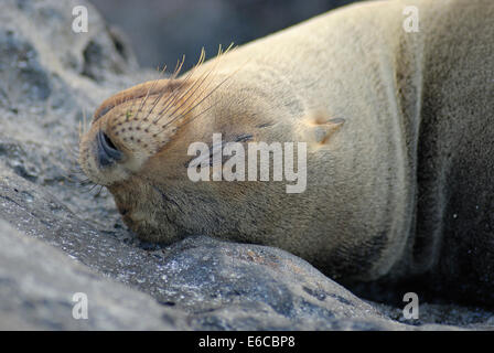 Galapagos-Seelöwe (Zalophus Californianus Wollebaeki) schlafen auf Felsen, Espanola Insel, Galapagos-Inseln, Ecuador, South Ame Stockfoto