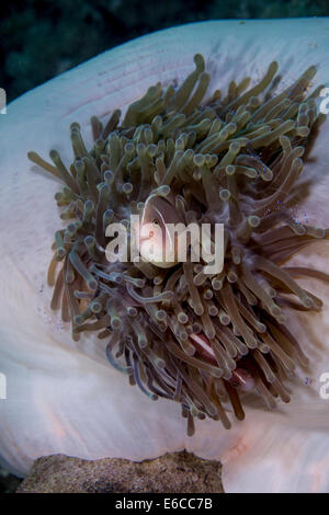 Anemonenfische, eingebettet in die Anemone. Stockfoto