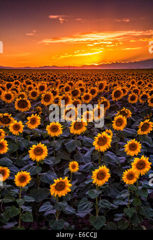 Sonnenblumen reflektieren das goldene Licht des Sonnenuntergangs entlang den östlichen Ebenen von Colorado außerhalb von Denver Stockfoto