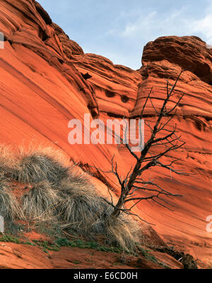 Vermillion Cliffs National Monument, Arizona. USA. Kreuz-Bett Navajo Sandstein und tot Pinyon-Kiefer. Colorado-Plateau. Stockfoto