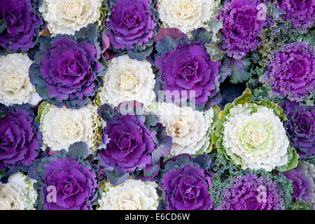Wilde Zier-Kohl (Brassica Oleracea) Stockfoto