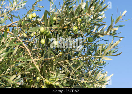 Oliven auf eine Olive Tree vor blauem Himmel Stockfoto