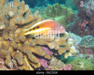 Ruht auf einer Acropora Korallen Kolonie Hawkfish Stockfoto