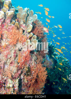 Bunten Korallengarten in Alidhoo Hausriff, Haa Alifu Atoll auf den Malediven Stockfoto