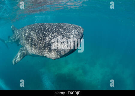 Walhai schnorcheln begegnen im Dorf fährt, auf der Insel Cebu, Philippinen. Stockfoto