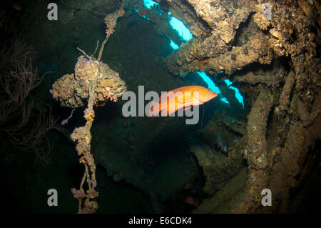 Vermillion Rock Kabeljau im Inneren der Werft Wrack im Lhaviyani Atoll, Malediven Stockfoto