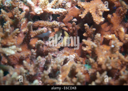 Zwei Dameselfish Hidinng in einer verzweigten Korallen Kolonie gestreift Stockfoto