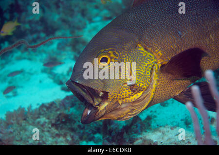 Fischkopf mit schönen natürlichen Mustern. Stockfoto