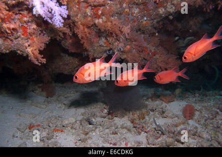 Kleine Gruppe von Fischen Zuflucht in einem Überhang an HP Reef in Nord Mal Stockfoto