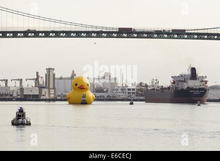 Los Angeles, Kalifornien, USA. 20. August 2014. Eine riesige Gummiente, die Idee des niederländischen Künstlers Florentijn Hofman sechs-Geschichte-große schwimmende "Rubber Duck" Skulptur, Pässe unter der Vincent Thomas Bridge, Ankunft am Hafen von Los Angeles, Mittwoch, 20. August 2014. Bildnachweis: Ringo Chiu/ZUMA Draht/Alamy Live-Nachrichten Stockfoto
