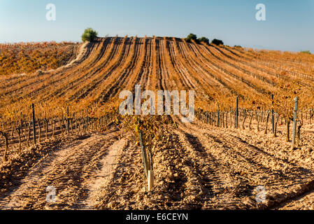 Campo de Borja Landschaft der Weinberge im Herbst. Aragon Stockfoto