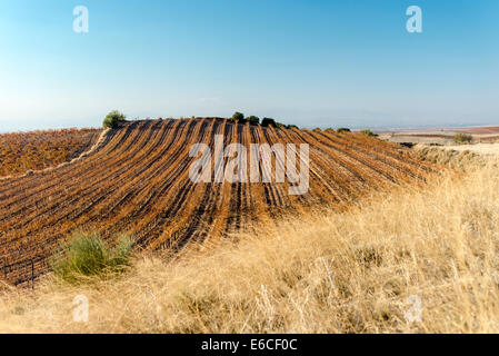 Campo de Borja Landschaft der Weinberge im Herbst. Aragon Stockfoto