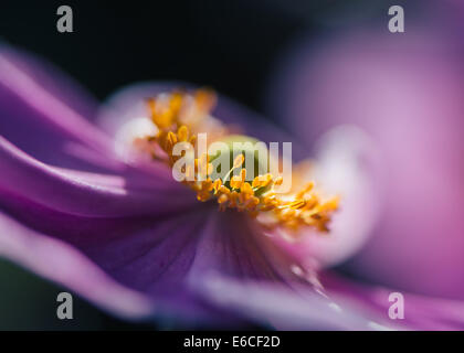 Japanische Anemone × Hybrida Montrose rosa Stockfoto