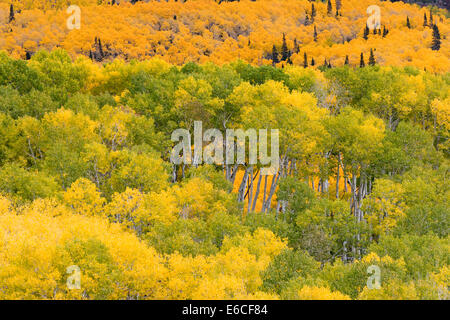 Utah. USA. Aspen Bäume (Populus Tremuloides) im Herbst. Sevier Plateau. Fishlake Nationalwald. Stockfoto