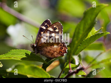 Gesprenkelte Holz Schmetterling. Bookham Common, Surrey, England. Stockfoto