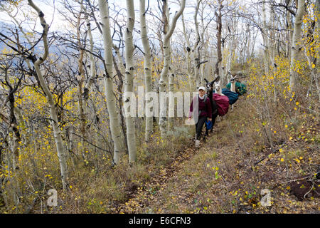 Utah. USA. Frau Wanderer mit Lamas unterwegs durch Espe Bäume im Herbst. Sevier Plateau. Fishlake Nationalwald. (MR) Stockfoto