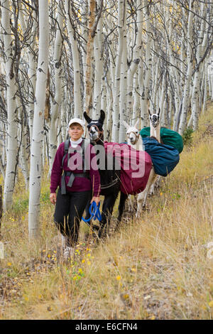 Utah. USA. Frau Wanderer mit Lamas unterwegs durch Espe Bäume im Herbst. Sevier Plateau. Fishlake Nationalwald. (MR) Stockfoto