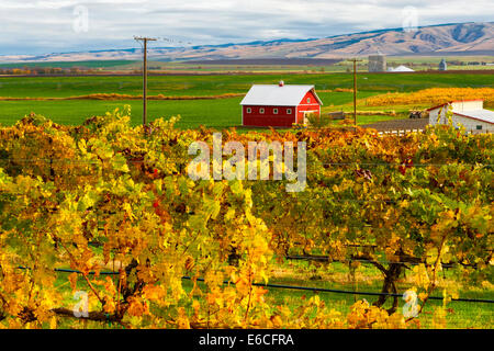 USA, Washington, Walla Walla. Herbst in Walla Walla Wein Land Stockfoto