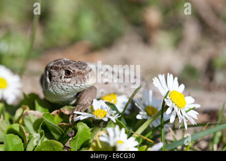 Zauneidechse in Nahaufnahme (Lacerta Agilis) Stockfoto