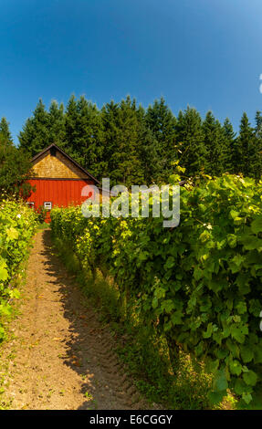 USA, Washington, Whidbey Island. Weingut und Weinberg auf Whidbey Island Stockfoto