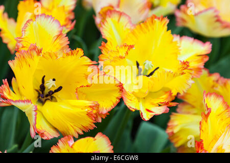 Gelbe Tulpen in Nahaufnahme Stockfoto