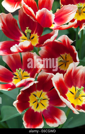 Tulpen in Keukenhof Garten, Niederlande Stockfoto