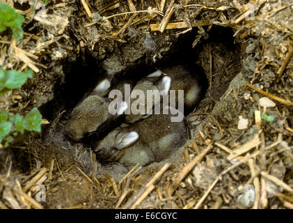 Kaninchen - Oryctolagus cuniculus Stockfoto