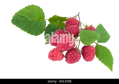 Himbeeren, die isoliert auf weißem Hintergrund Ausschnitt Stockfoto