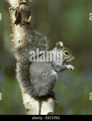 Grauhörnchen - Sciurus carolinensis Stockfoto