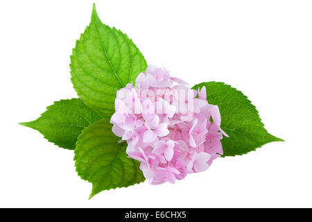 Hortensie Blüte (Hydrangea Macrophylla) Stockfoto