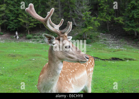 Damwild (Dama Dama) Stockfoto