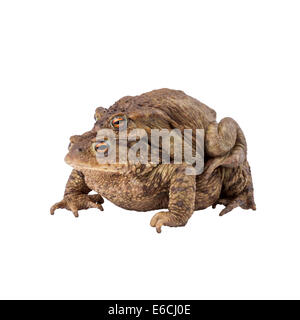 Frosch Reproduktion Paarung gemeinsame Kröte oder europäische Kröte (Bufo Bufo), Amplexus Stockfoto