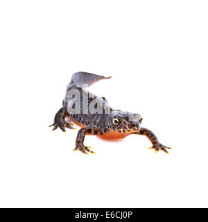 Bergmolch (Ichthyosaura Alpestris, Triturus Alpestris) auf weißem Hintergrund Stockfoto