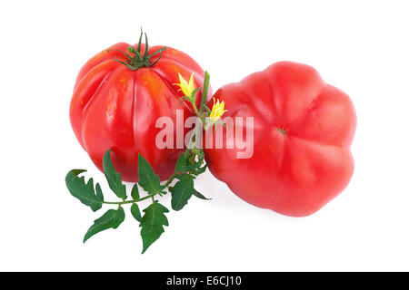 Bio-Tomaten Stockfoto