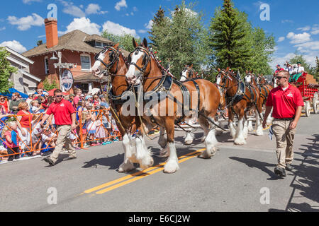 Clydesdale-Pferde in Breckenridge Fourth Of July Parade. Stockfoto