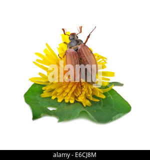 Maikäfer (Melolontha) oder bug kann auf weiß Stockfoto