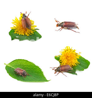 Maikäfer (Melolontha) oder möglicherweise bug Sammlung Stockfoto