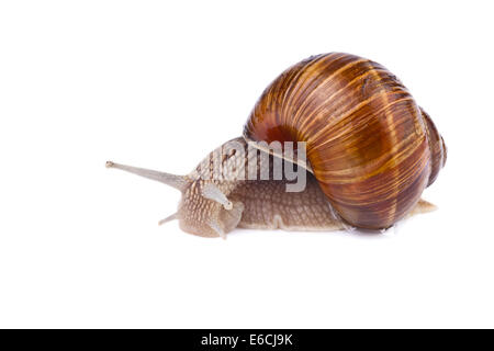 Garten-Schnecke (Helix Pomatia) isoliert auf weißem Hintergrund Stockfoto