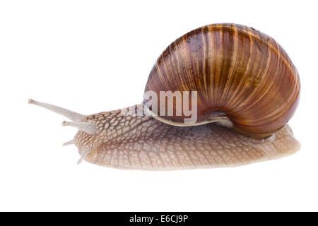 Garten-Schnecke (Helix Pomatia) isoliert auf weiss Stockfoto