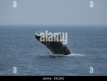 North Atlantic Right Whale - Eubalaena Cyclopoida Stockfoto