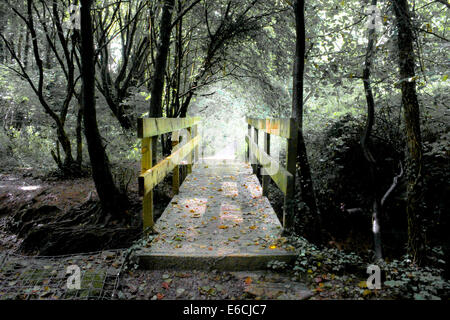 Eine Wald-Brücke Gefühl ein des Gehens in die Unendlichkeit und in Richtung des Lichts Stockfoto